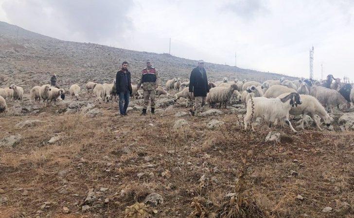 Kaybolan 70 küçükbaş hayvanı jandarma buldu G2