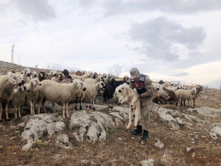 Kaybolan 70 küçükbaş hayvanı jandarma buldu G3