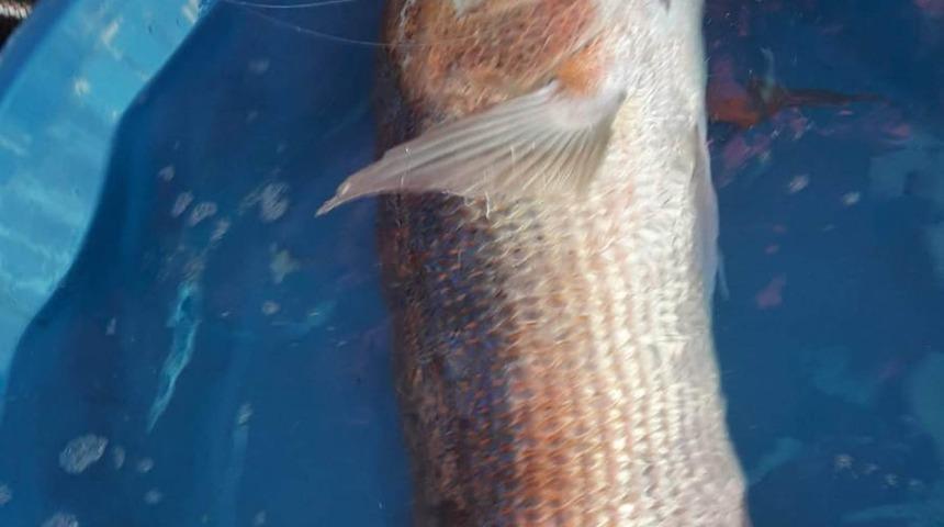 Oltayla 9 kilo 100 gramlık sinarit yakaladı