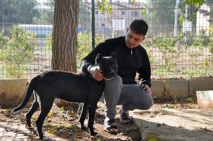 Şehidi ambulansta gören köpek zincirini koparıp peşinden koştu G2
