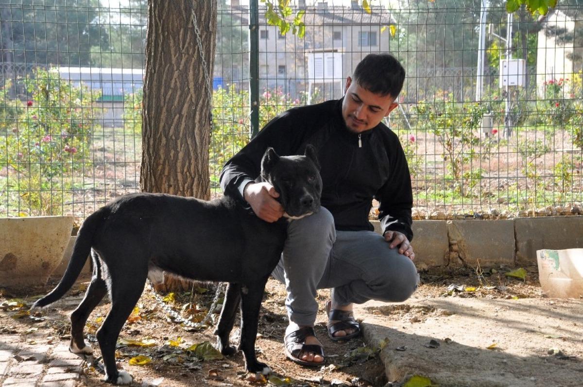 Şehidi ambulansta g&ouml;ren k&ouml;pek zincirini koparıp peşinden koştu
