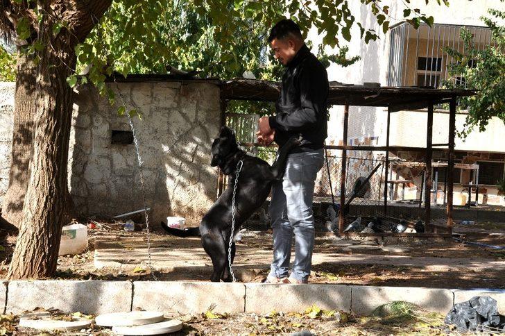 Şehidi ambulansta gören köpek zincirini koparıp peşinden koştu G3