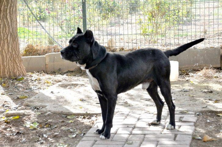 Şehidi ambulansta gören köpek zincirini koparıp peşinden koştu G4