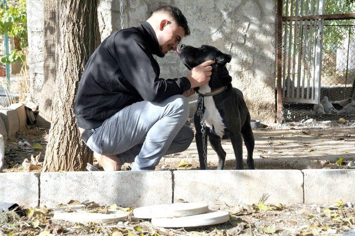 Şehidi ambulansta gören köpek zincirini koparıp peşinden koştu G5