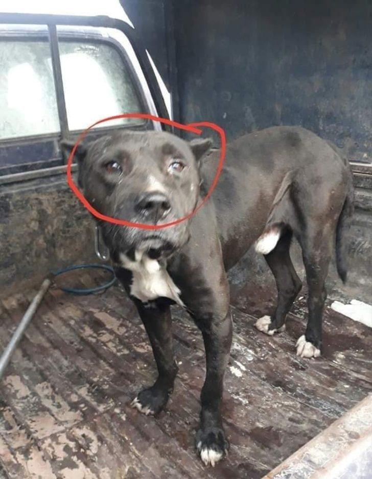 Şehidi ambulansta gören köpek zincirini koparıp peşinden koştu G1