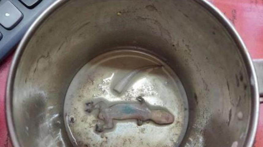 Yok böyle şanssızlıklar! Bu insanların kurşun döktürmesi şart