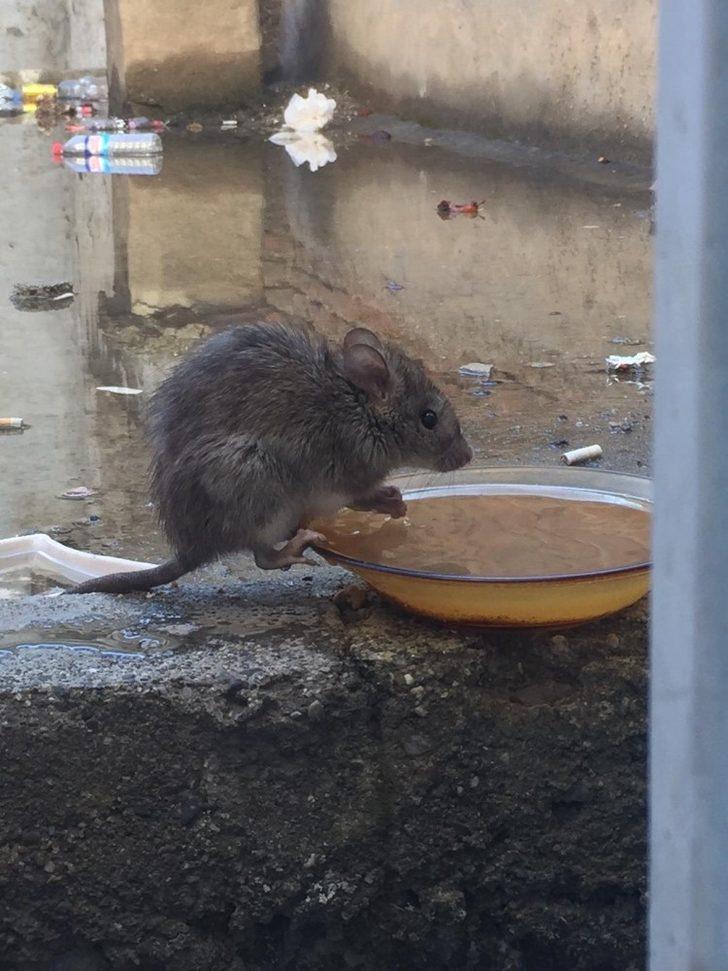 Diyarbakır'da şaşırtan görüntü! 'İnsan gibi yiyor' G5