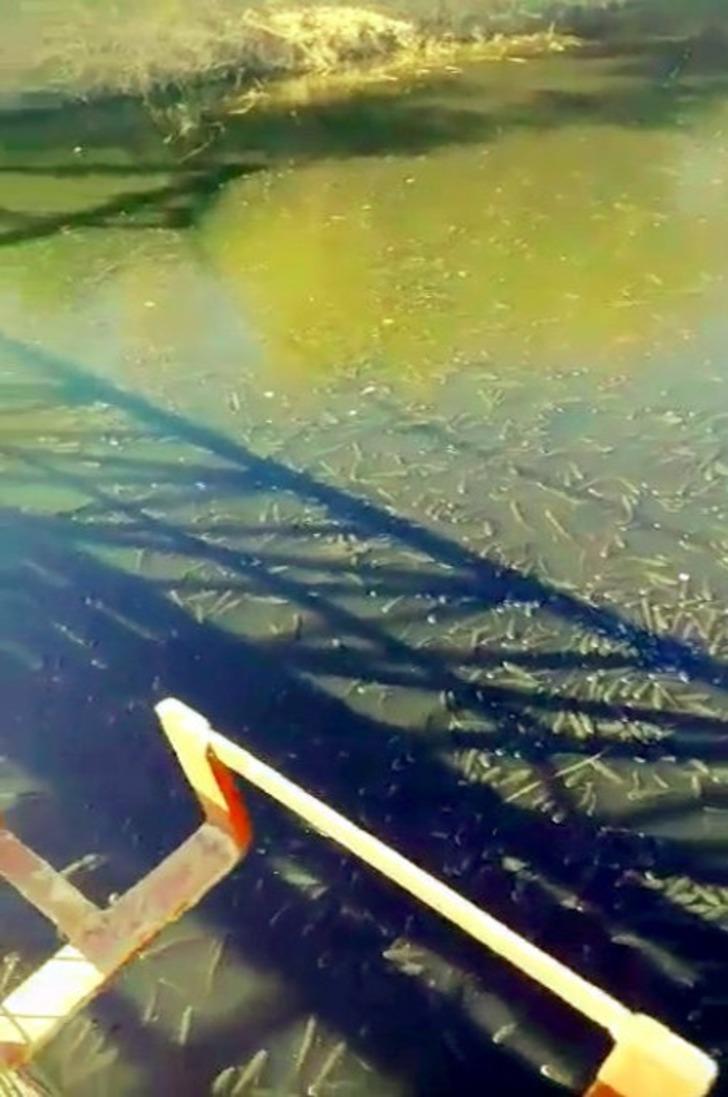 Kahreden görüntü! Oksijensiz kalan balıklar böyle can çekişti G1