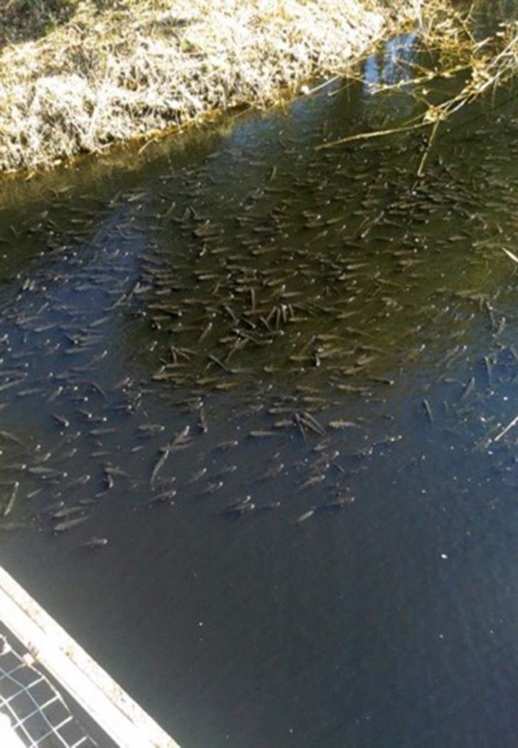 Kahreden görüntü! Oksijensiz kalan balıklar böyle can çekişti G2