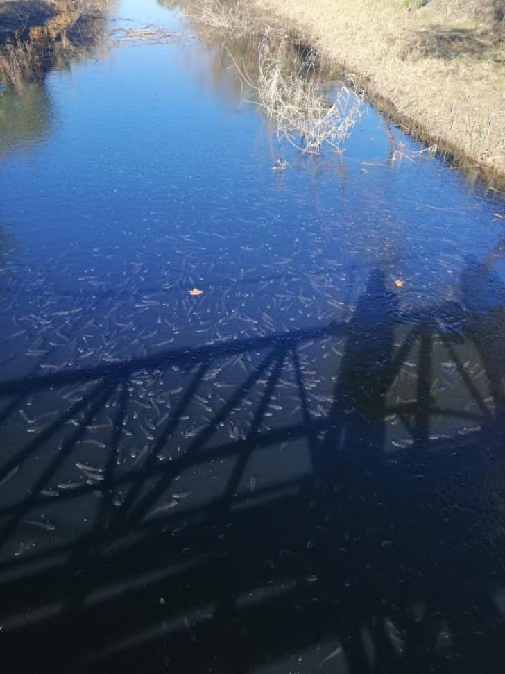 Kahreden görüntü! Oksijensiz kalan balıklar böyle can çekişti G3