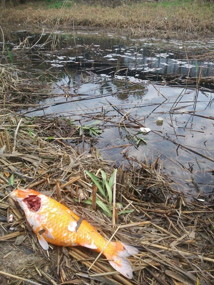 Kahreden görüntü! Oksijensiz kalan balıklar böyle can çekişti G4