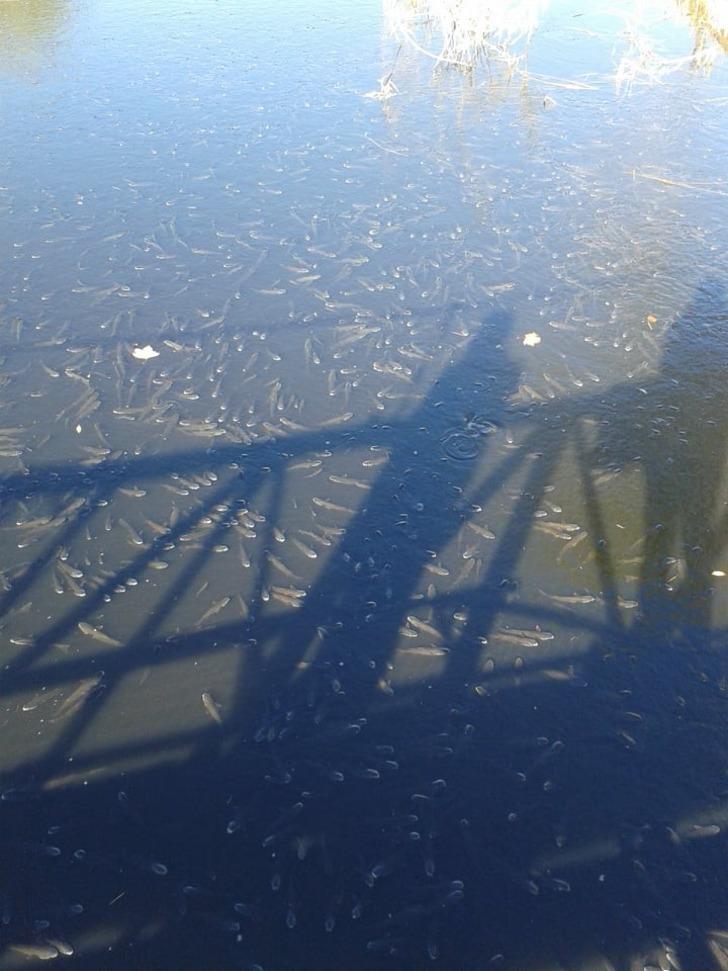 Kahreden görüntü! Oksijensiz kalan balıklar böyle can çekişti G5