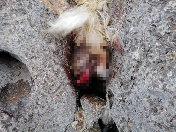 Sürüden ayrılan koyunları kurt kaptı G1