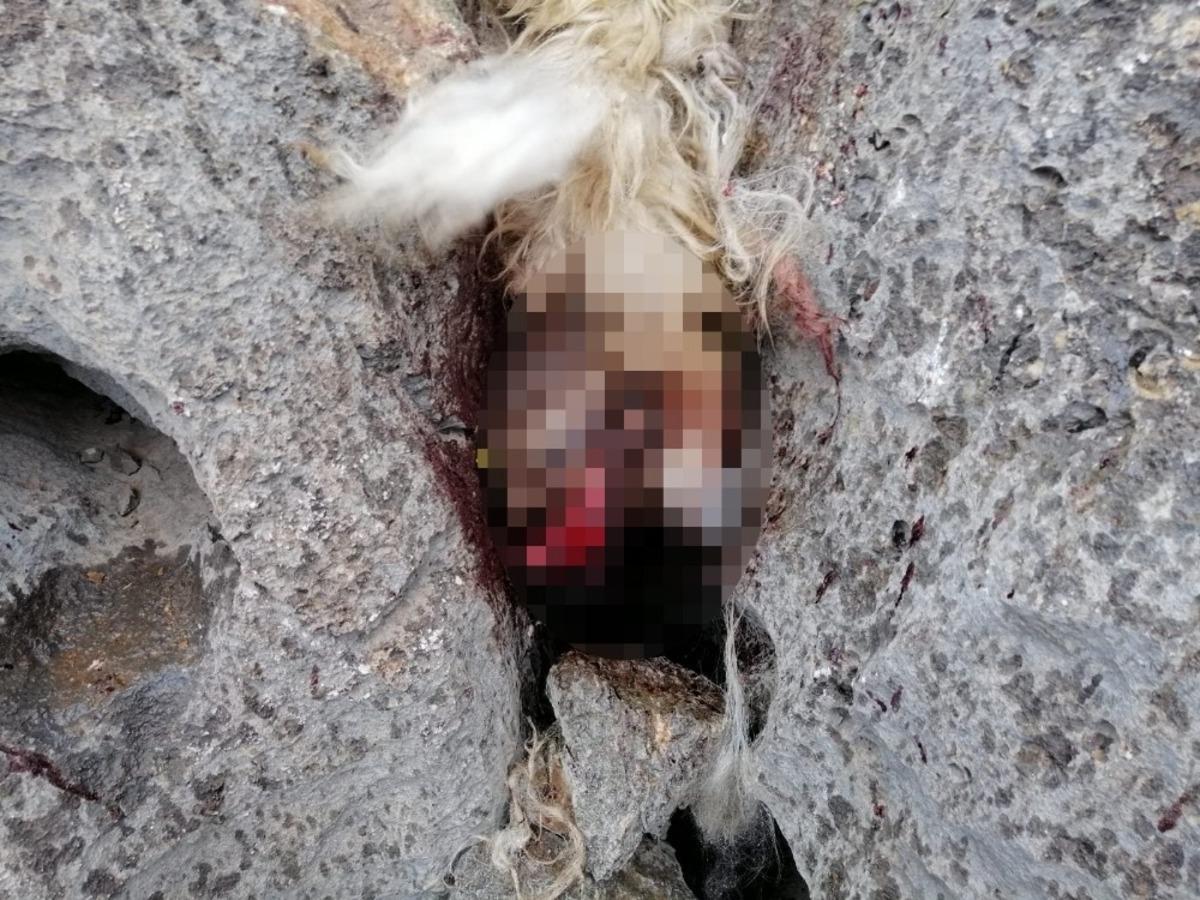 S&uuml;r&uuml;den ayrılan koyunları kurt kaptı