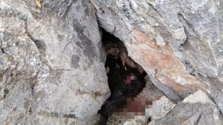 Sürüden ayrılan koyunları kurt kaptı G2