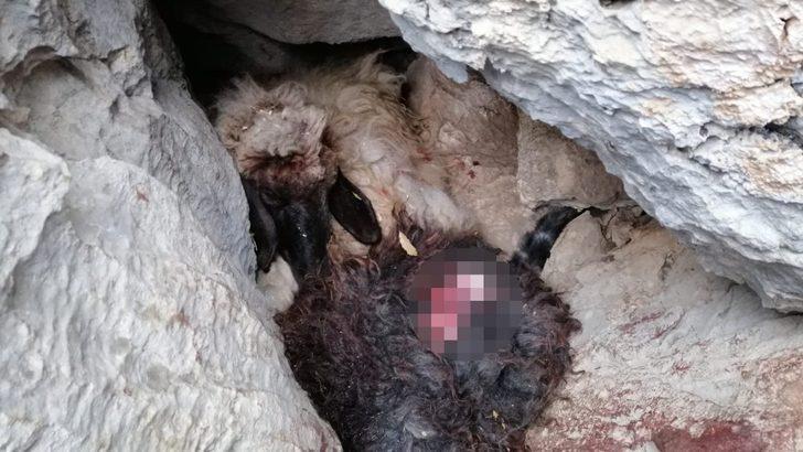 Sürüden ayrılan koyunları kurt kaptı G3