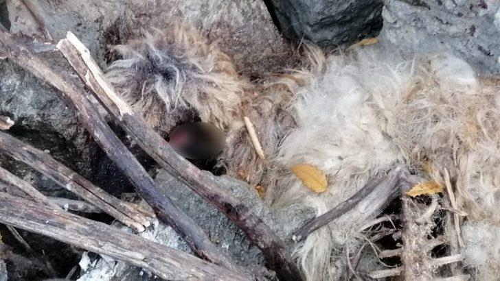 Sürüden ayrılan koyunları kurt kaptı G4