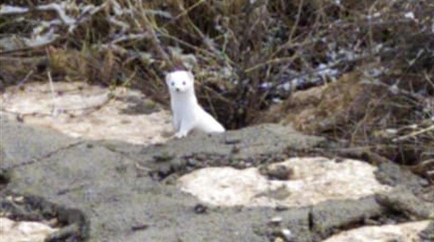 Sivas'ta göründü! Şaşkınlıklarını gizleyemediler