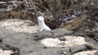 Sivas'ta göründü! Şaşkınlıklarını gizleyemediler