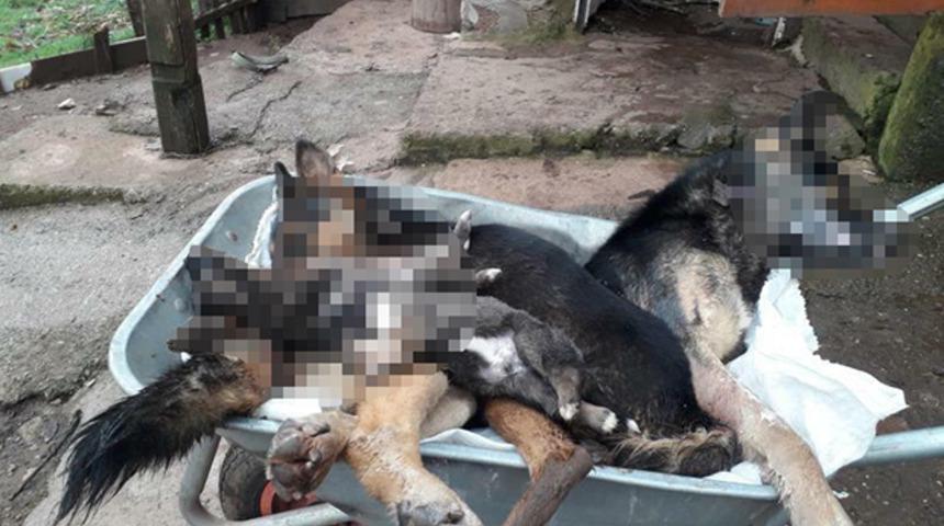 Bartın'da vahşet! 6 köpek ölü bulundu