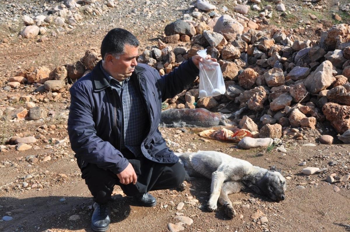 Gebe k&ouml;pek zehirlenerek itlaf edildi
