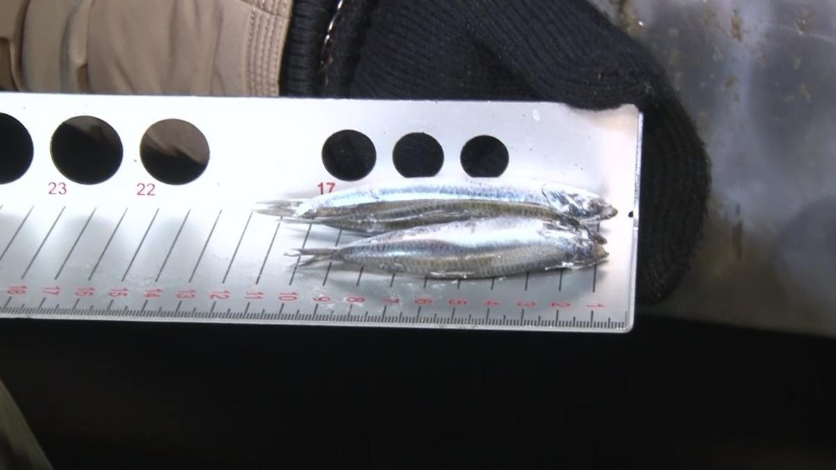 Ankara&rsquo;daki balık&ccedil;ılara gece denetimi