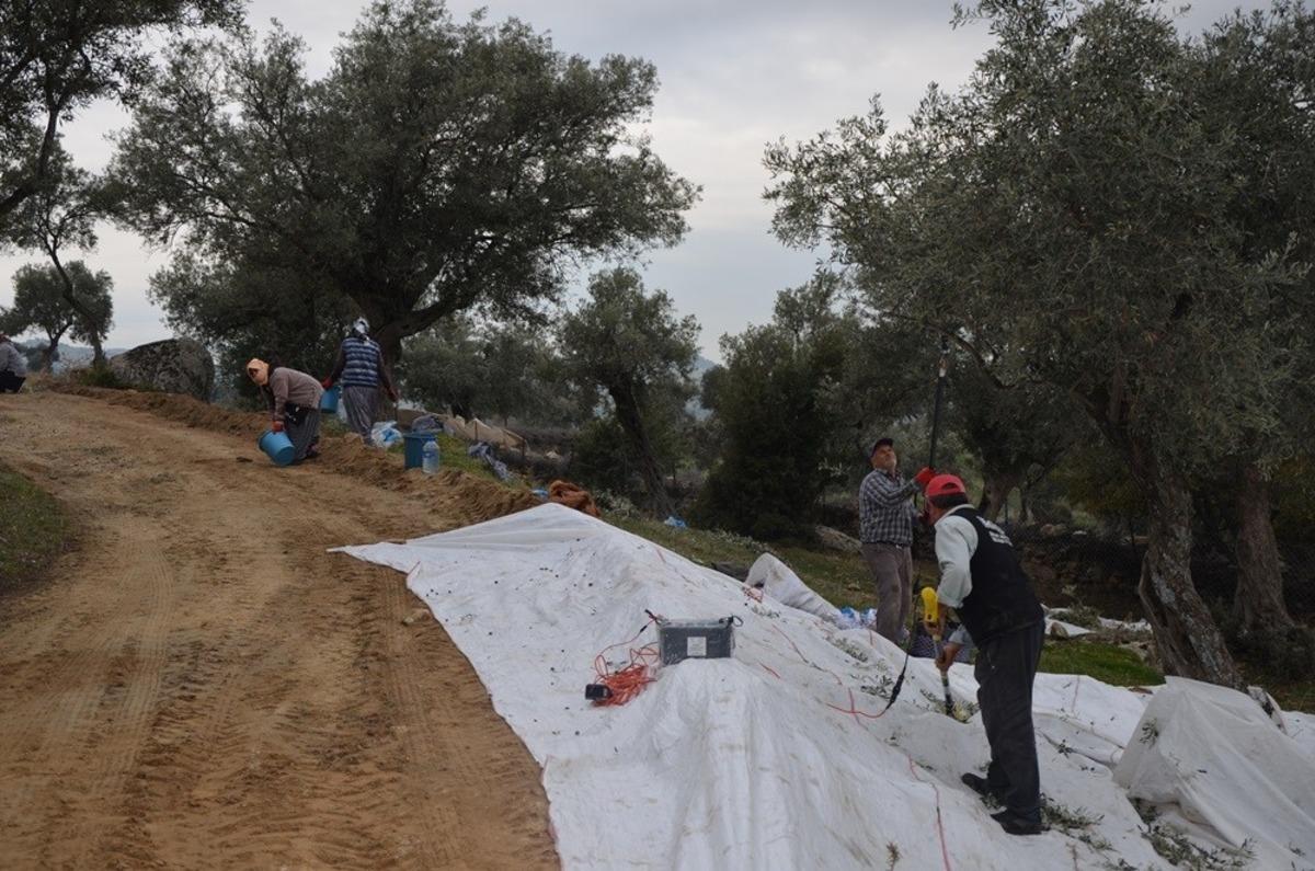 Zeytin hasadına &lsquo;Kaplan&rsquo; eli