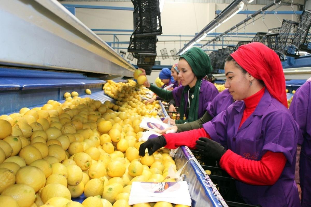 T&uuml;rk narenciyesi ilk kez Uruguay pazarına giriyor