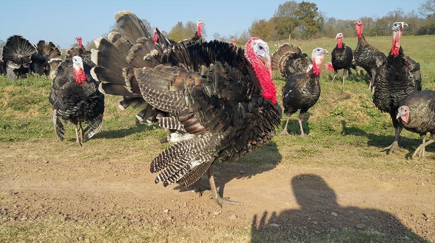 Kandıra hindisi yılbaşı sofralarına lezzet katacak