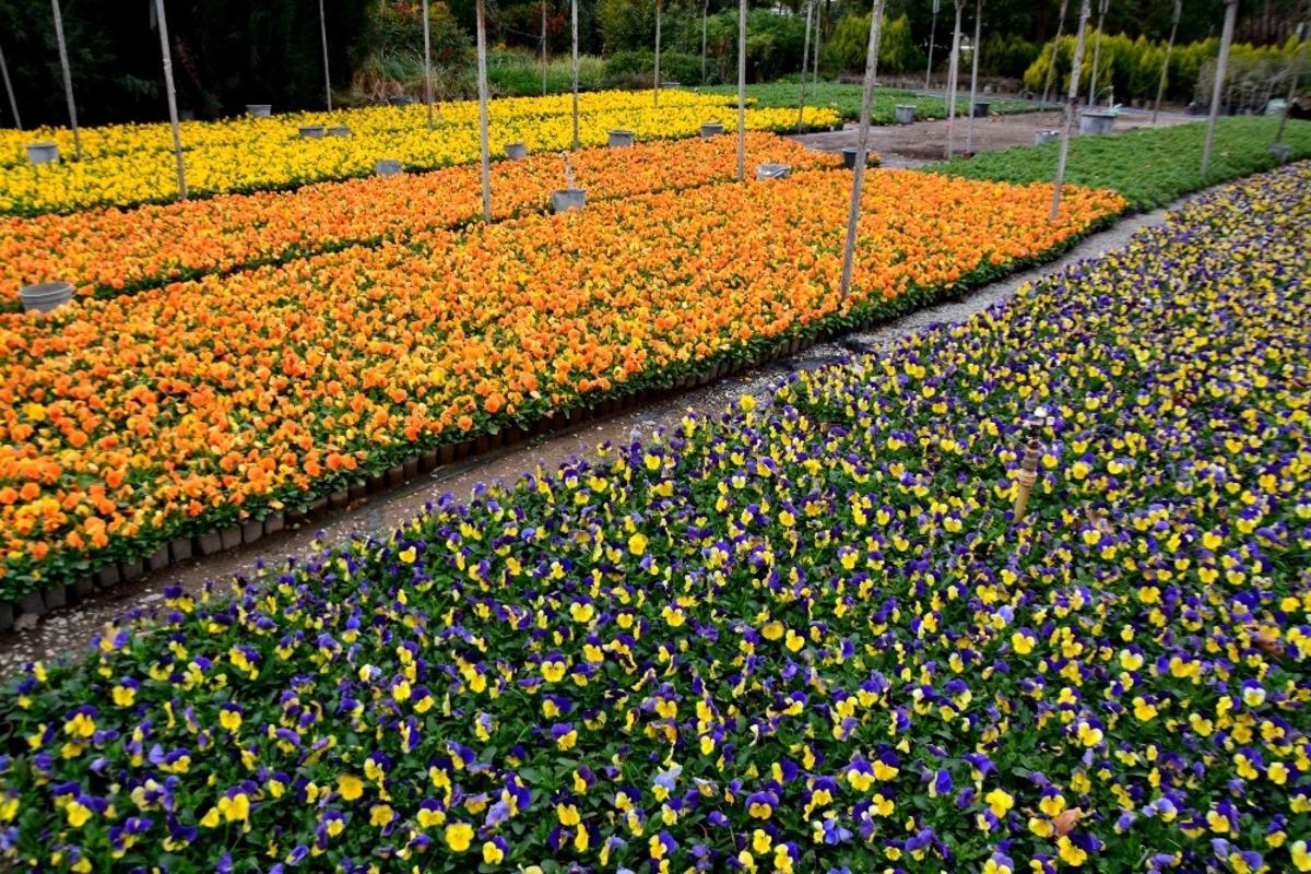 S&ouml;ke kışlık &ccedil;i&ccedil;eklerle renkleniyor