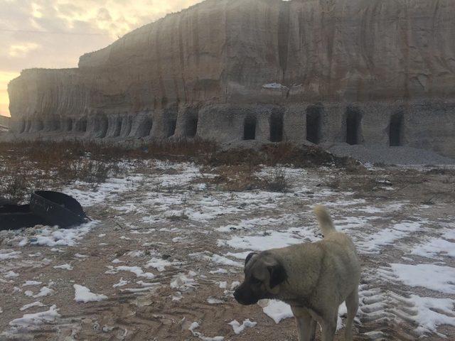 Belediye Başkanı köpekler için dağda oyuk açtırdı