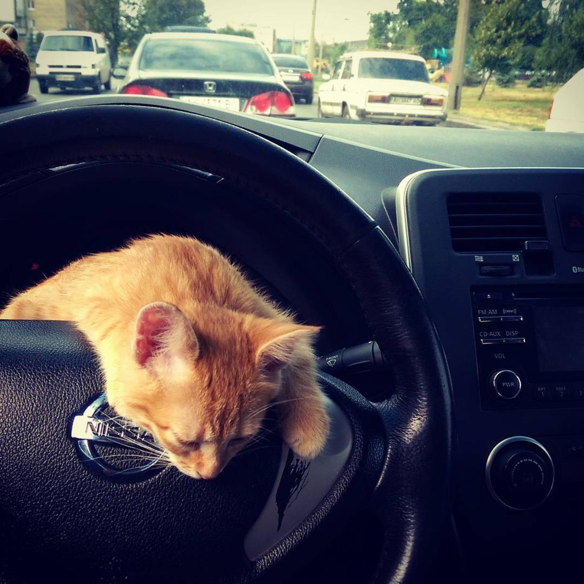 Bu taksinin muavini bir kedi!