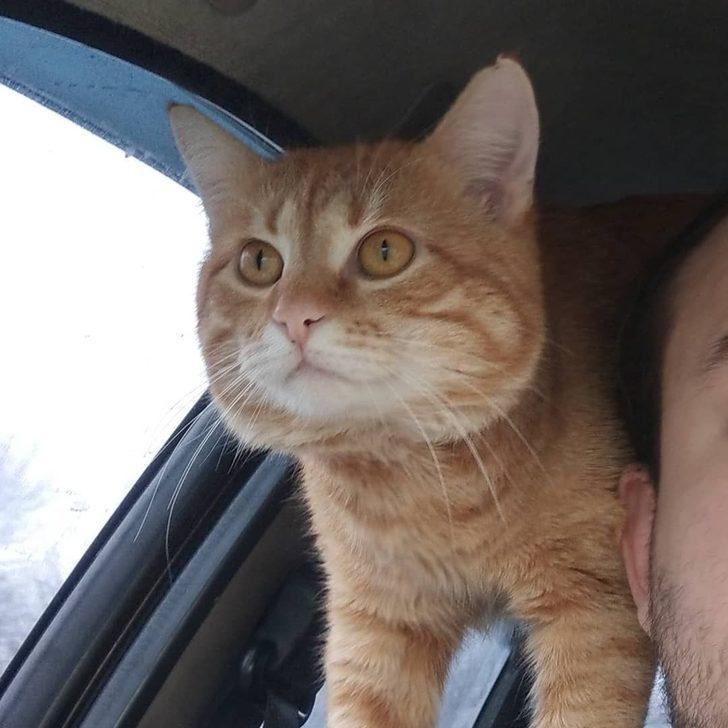 Bu taksinin muavini bir kedi! G5