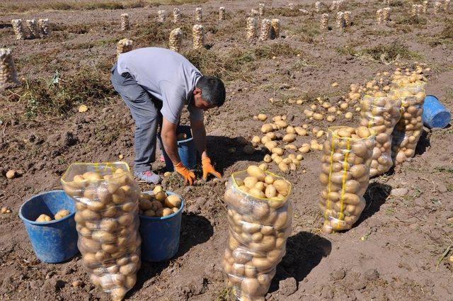 Kütahya’da patates üretimi yüzde 13,2 azaldı