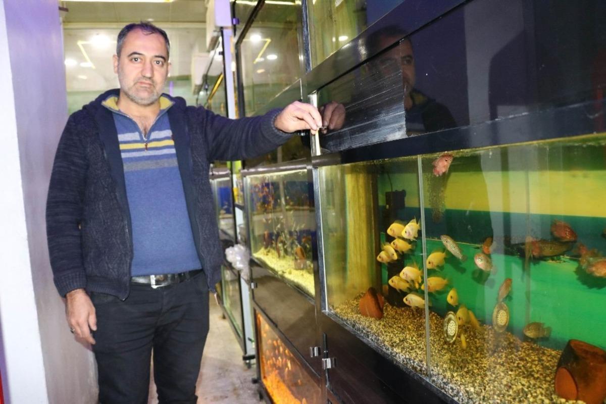 S&uuml;s balıklarına ilgi artıyor