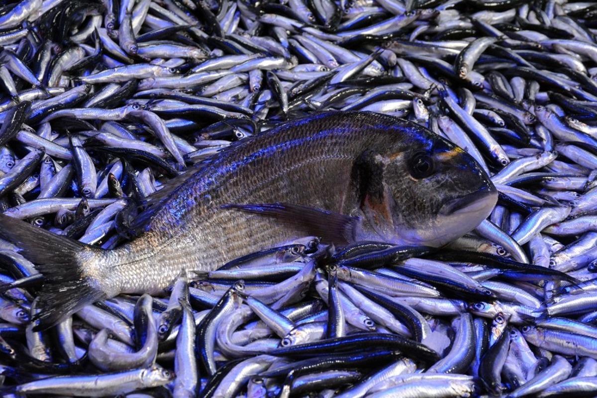 Eşkina yeniden tezg&acirc;hlarda