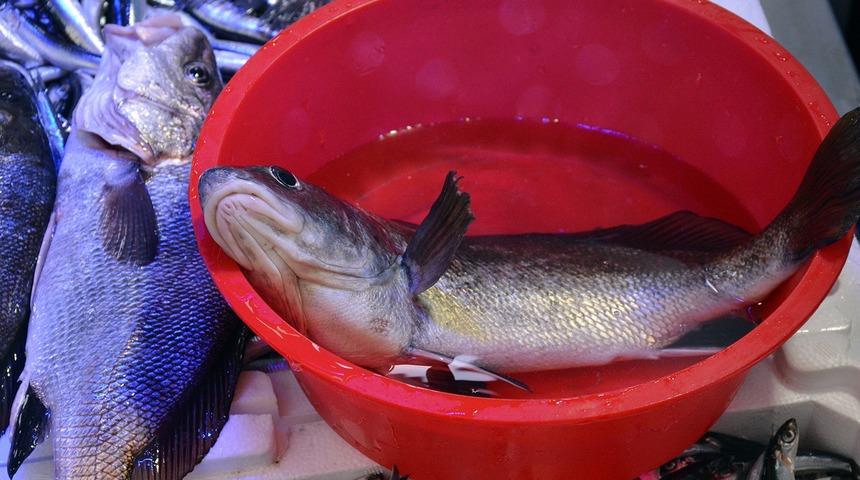 Eşkina balığı tezgahlardaki yerini aldı! İşte eşkina balığı taşı kullanımı