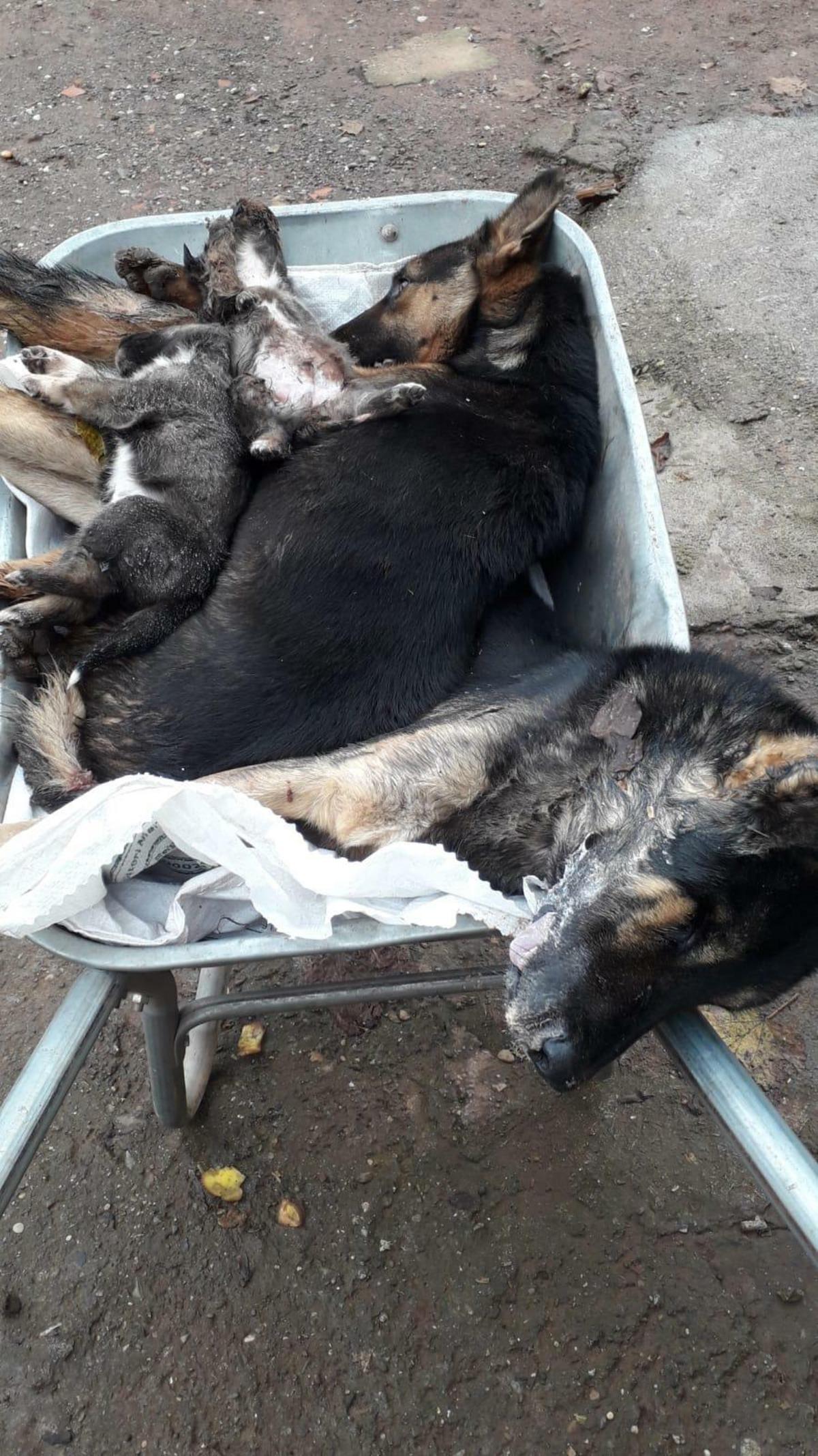 Bartın'daki vahşete inceleme! 6 k&ouml;pek &ouml;l&uuml; bulunmuştu