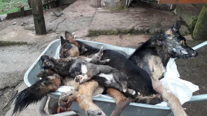 Bartın'daki vahşete inceleme! 6 köpek ölü bulunmuştu G2