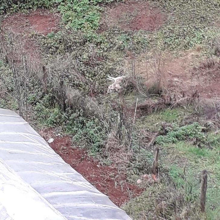 Bartın'daki vahşete inceleme! 6 köpek ölü bulunmuştu G3