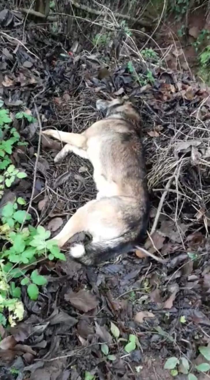 Bartın'daki vahşete inceleme! 6 köpek ölü bulunmuştu G4
