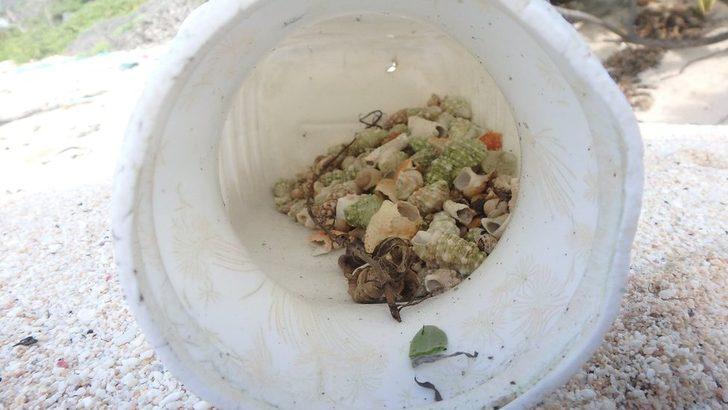 Plastik kirliliği 'yarım milyon keşiş yengecini öldürdü'