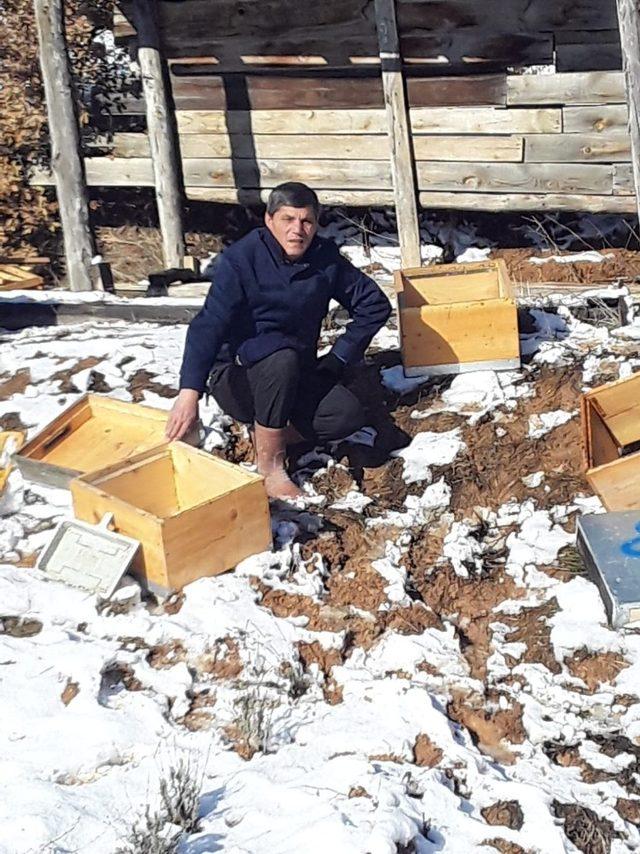 Aç kalan ayılar arı kovanlarına saldırdı