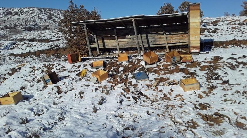 A&ccedil; kalan ayılar arı kovanlarına saldırdı