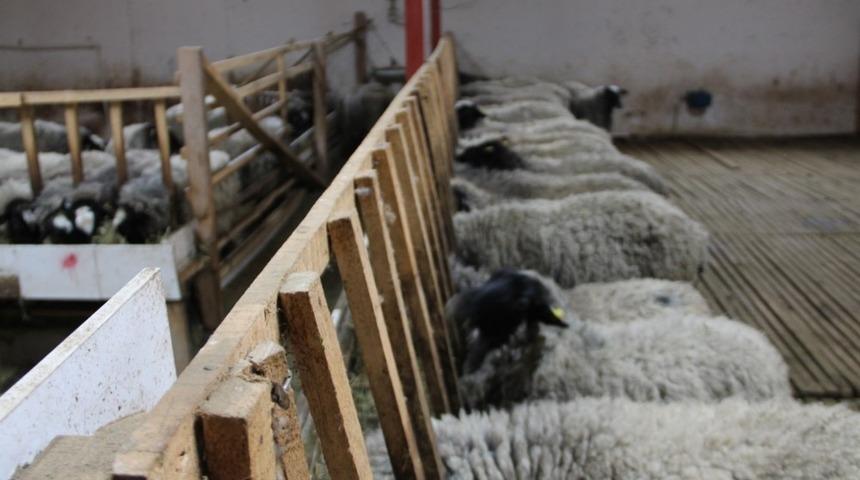 Iğdır&rsquo;da Romanov Koyun yetiştiriciliği