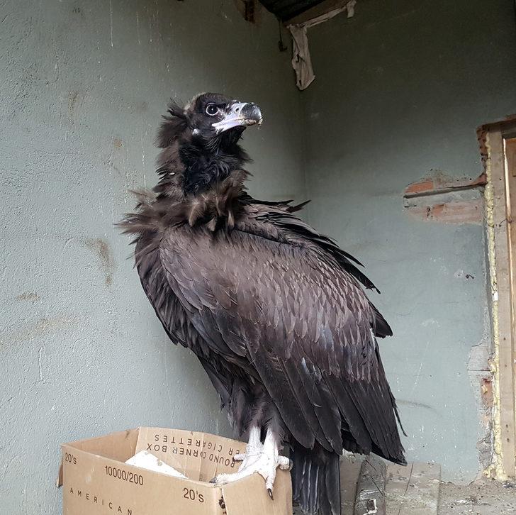Tunceli'de bulunan kara akbabaya tedavi  G1