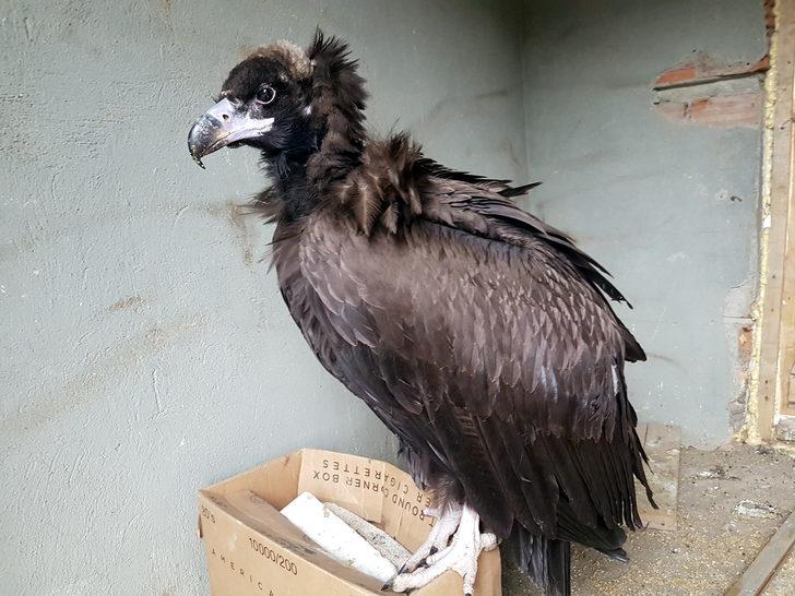 Tunceli'de bulunan kara akbabaya tedavi  G2