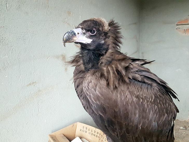 Tunceli'de bulunan kara akbabaya tedavi  G3