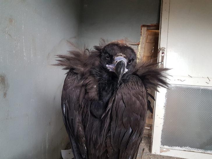 Tunceli'de bulunan kara akbabaya tedavi  G5