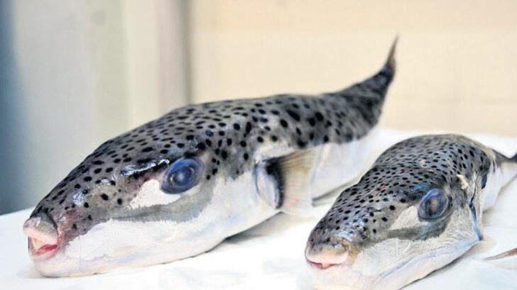 Balon balıkları Kızıldeniz’e kaçtı G1